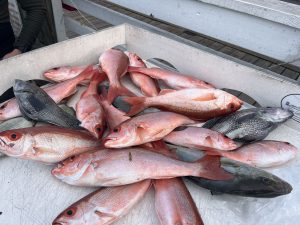 Vermilion Snapper fishing during 1/2 day trips in Charleston South Carolina