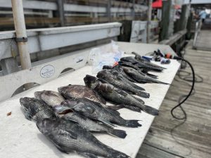 bottom fishing charleston sc for black sea bass