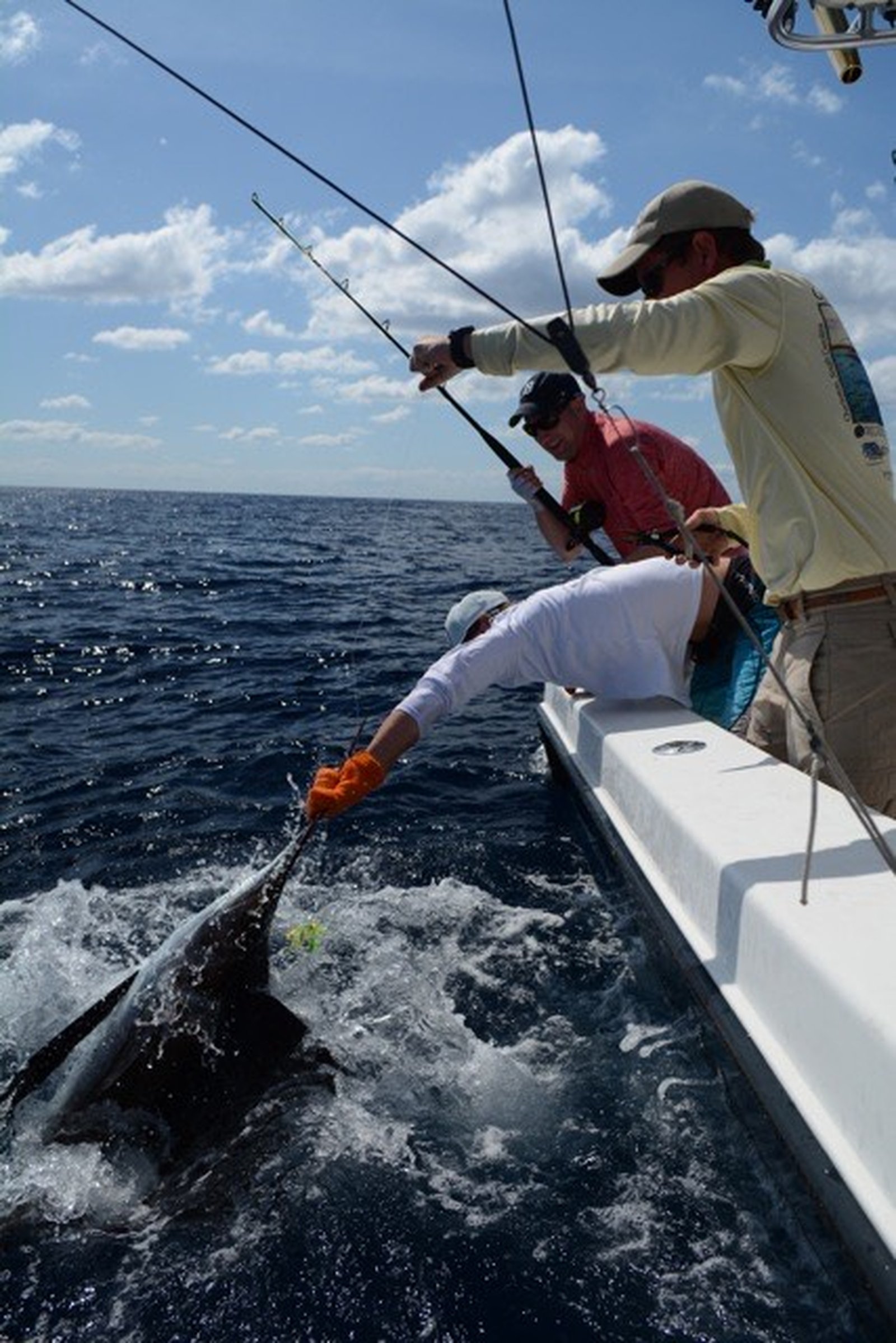 Crew carefully releasing a sailfish back into the Atlantic during a Charleston offshore charter