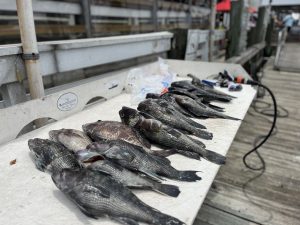 Black sea bass are caught on our 6hr or 8hr offshore trips