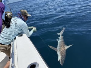 Shark fishing Charleston