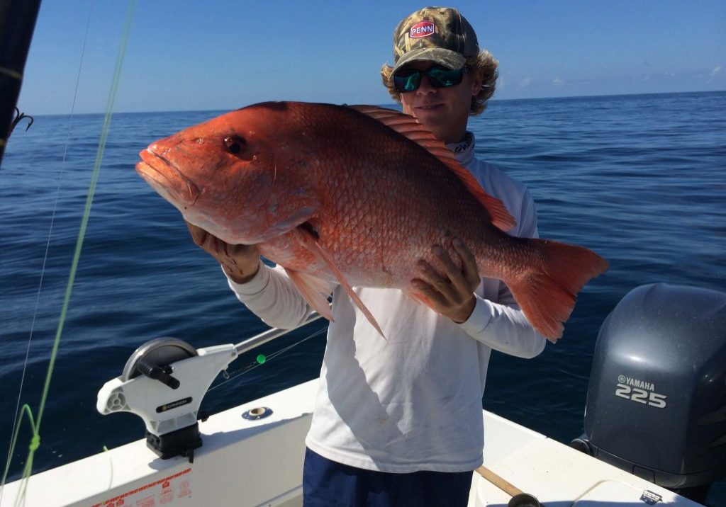 snapper